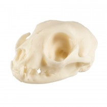 Cat Skull, Plastic